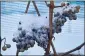  ?? ECKEHARD SCHULZ — THE
ASSOCIATED PRESS ?? A warm winter means that for the first time Germany’s vineyards will produce no ice wine — a prized vintage made from grapes that have been left to freeze on the vine.