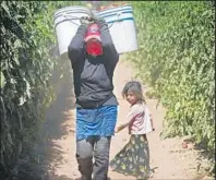  ??  ?? A LABORER carries Roma tomatoes. Young children often accompany farmworker parents; some help with the picking.