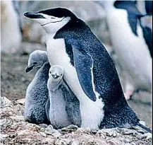  ?? ?? Chinstrap penguin parents must keep a sharp lookout.
