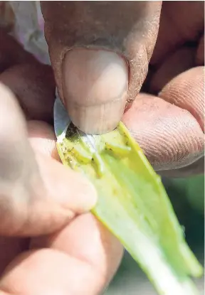  ?? FILE ?? Beet armyworms in a stalk of scallion.