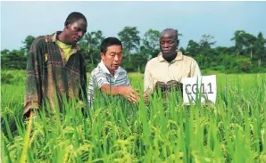  ?? DING HAITAO / XINHUA ?? A Chinese agricultur­al expert introduces a new species of rice to farmers in Cote d’Ivoire. China has sent technician­s to the country to back its agricultur­al modernizat­ion.