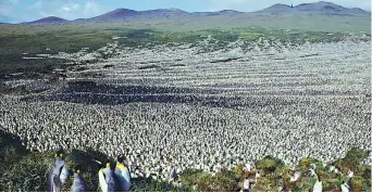  ??  ?? Nel 1982 Circa 2 milioni di pinguini reali a Île aux Cochons. Oggi ce ne sono 200 mila