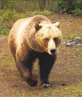  ?? Montana Department of Fish, Wildlife and Parks ?? GRIZZLY BEARS still exist in the U.S., like this one in Montana, but in California we exterminat­ed them 100 years ago, then made them our state animal.