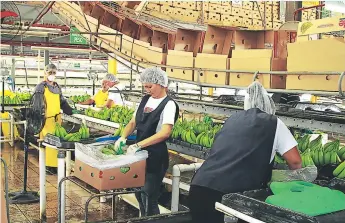  ??  ?? SECTOR. Obreros encajan bananos para la exportació­n en una finca de La Lima.