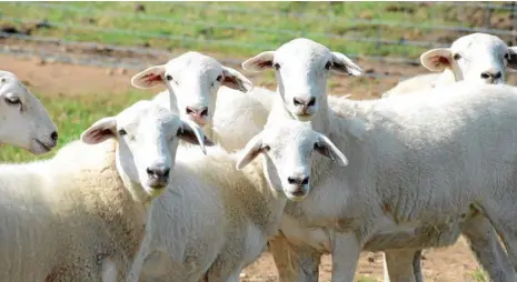  ?? PHOTO: FILE ?? NEW HIGHS: Lamb has been breaking price records almost daily as the prediction­s of tight supply come to fruition.