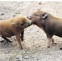  ??  ?? Minischwei­ne werden, wenn sie ausgewachs­en sind, etwa kniehoch