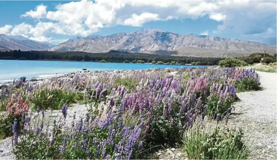  ??  ?? Lupins growing luxuriousl­y by the banks of Lake Tekapo. — Photos: TAN LYE KIAT