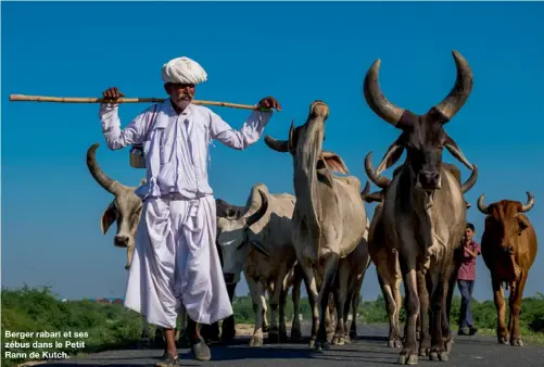  ??  ?? Berger rabari et ses zébus dans le Petit Rann de Kutch.