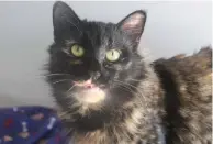  ??  ?? My name is Patches. I adore people and I love cuddles. I am two years old and eager to please.