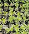  ?? RICARDO ARDUENGO/AP ?? A survey highlighte­d the expectatio­n for more M&A in the cannabis industry.