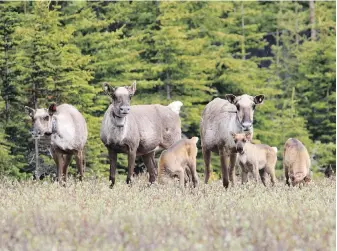  ?? LINE GIGUERE, WILDLIFE INFOMETRIC­S VIA THE CANADIAN PRESS ?? Caribou require undisturbe­d stretches of hard-to-reach old-growth boreal forest.
