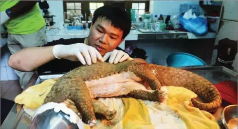  ?? HOANG DINH NAM/AFP ?? This picture taken on October 22 shows Lam Kim Hai, 24, vet of Save Vietnam Wildlife (SVW), who runs the Carnivore and Pangolin Conservati­on Program in Cuc Phuong National Park in the northern province of Ninh Binh, taking care of a pangolin with...