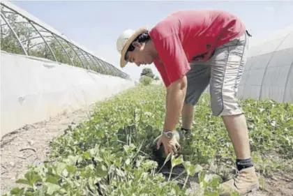  ?? SERGIO RODILLA ?? Un hombre trabaja en un huerto ecológico.