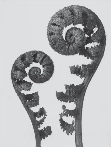  ?? © Karl Blossfeldt ?? Dryopteris filixmas (mannetjesv­aren), 1928.
