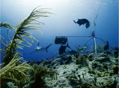  ?? ANDY MANN ?? Researcher­s studied over 22,000 hours of video of sharks and other inhabitant­s of coral reefs and found that overfishin­g — not climate change — is pushing some sharks to extinction.