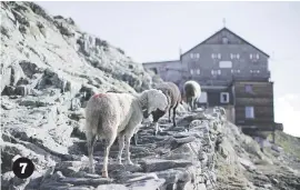  ??  ?? 7 Stragglers make their way up to the mountain shelter at Schoene Aussicht.