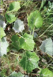  ??  ?? Sometimes leaves are coated with a dense growth of fine, cottony hairs.