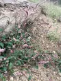  ?? (Special to the Democrat-Gazette) ?? It might look pretty, but Persicaria longiseta (aka creeping smartweed, creeping knotweed or Oriental lady’s thumb) is an invader.