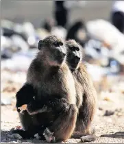  ??  ?? The baboons at Caledon dump have been there for decades and over the years they and humans have quietly co-existed.