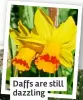  ?? ?? Daffs are still dazzling