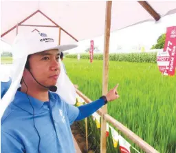  ??  ?? BEAUTIFUL STAND OF RICE – Christian Mallari points to the beautiful stand of rice at the Corteva EduFarm which received protection from weeds as well as pests and diseases. The company has effective herbicides that can eliminate pesky weeds in the...