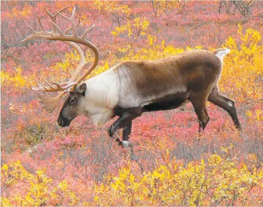  ??  ?? Le ministre des Forêts, de la Faune et des Parcs, Luc Blanchette, a laissé entendre hier qu’il ne ferait rien pour sauver les caribous forestiers de Val-d’Or. Selon des experts, cela reviendrai­t à condamner les 18 bêtes restantes à mourir.