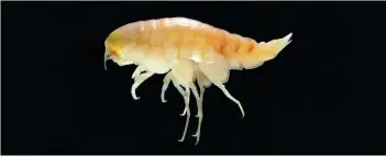  ??  ?? You are what you eat: which is bad news even for the ultra- deepwater amphipod Hirondelle­a gigas living in the Mariana Trench.