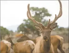  ?? TINA LARKIN/Taos News file photo ?? A herd of elk gather on a ranch near Taos. Elk, deer and many other wildlife species need protected migration corridors to find food and water and to raise their young.