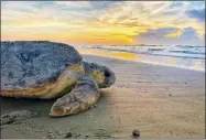  ?? HOGP ?? In this June 30, 2019, photo provided by the Georgia Department of Natural Resources, a loggerhead sea turtle returns to the ocean after nesting on Ossabaw Island, Ga.