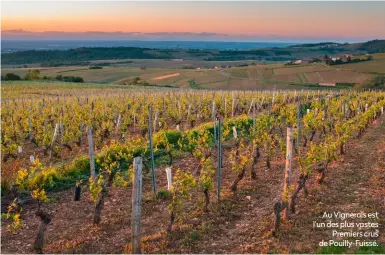  ?? ?? Au Vignerais est l’un des plus vastes Premiers crus de Pouilly-Fuissé.