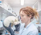  ?? ?? Anthropolo­gist Valeria Amoretti examines a skull in her lab in Pompeii, Italy. Amoretti leads Pompeii’s laboratory of applied research.