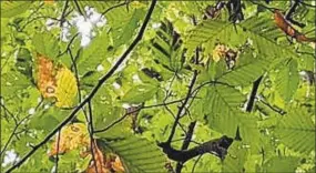  ?? Contribute­d photo ?? The symptoms on beech foliage, best observed from below looking up into the canopy, are characteri­zed by dark striping between leaf veins.