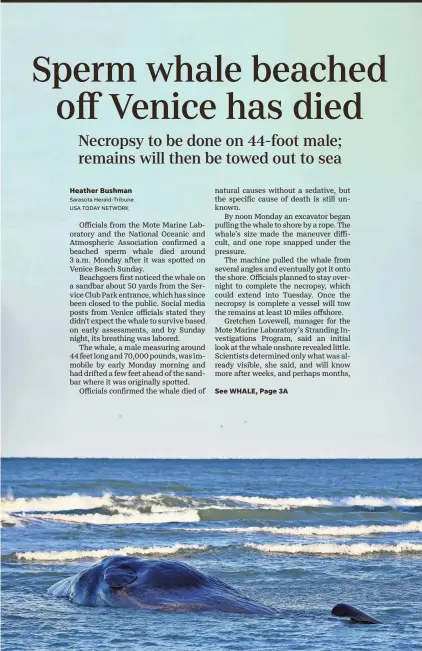  ?? MIKE LANG/HERALD-TRIBUNE ?? The adult sperm whale that beached itself Sunday on a sandbar near Service Club Beach in Venice died early Monday. Scientists from several state and national agencies are scheduled to perform a necropsy.