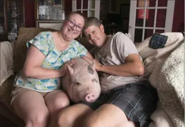  ??  ?? Diane Hines and Jay House often share their couch with their pet pig Sheldon while they watch TV. The pig’s favourite TV shows are "Judge Judy" and "Ellen," Diane says. The Hamilton Mountain couple would love to keep their pet, but there has been a...