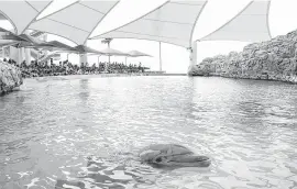  ??  ?? A bottlenose dolphin waits to perform at the Texas State Aquarium. Starting this summer, the aquarium’s dolphins will be subjects in a study to determine how physical habitat, training and environmen­tal enrichment impact their welfare.