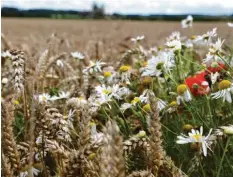  ??  ?? Die Tour bietet zu jeder Jahreszeit schöne Fotomotive. Im Hochsommer blühen Mohn und Margeriten zwischen erntereife­m Getreide.