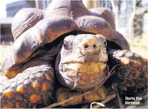  ??  ?? Boris the tortoise