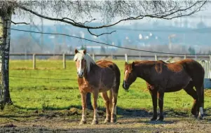  ?? Foto: Henning Kaiser/tmn ?? Brechen Pferde von der Koppel aus, können sie einigen Schaden anrichten. Halter sollten sich gegen diese und weitere Risiken absichern.