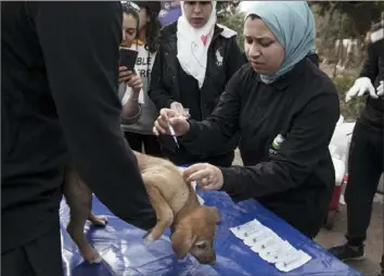  ?? Nariman El-Mofty/Associated Press ?? A veterinari­an with Egyptian Vets for Animal Care, the country's first spay and neuter program, gives a rabies shot to a puppy on Feb. 14 in Cairo.