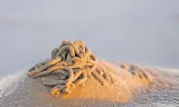  ?? FOTO: MARTIN STOCK ?? Hinweis auf einen Wattwurm hin. Bei einer Wattwander­ung können die Tiere aus dem Sand geholt werden.
