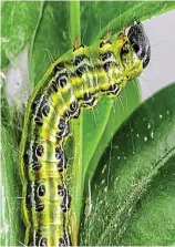  ??  ?? Wriggle room: A box tree moth caterpilla­r climbs up a stalk