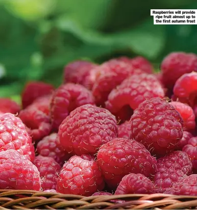  ??  ?? Raspberrie­s will provide ripe fruit almost up to the first autumn frost