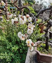  ?? Bonsai Gardens ?? A contorted cherry tree in the Bonsai Gardens at Lake Merritt was stolen along with seven others on Wednesday night.