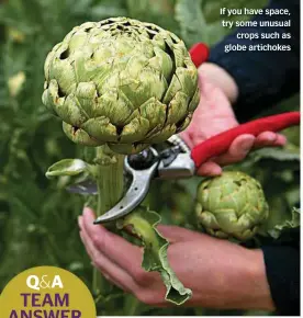  ??  ?? If you have space, try some unusual crops such as globe artichokes