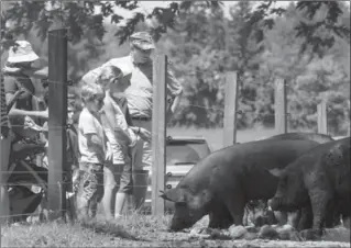  ?? SCOTT GARDNER, HAMILTON SPECTATOR FILE PHOTO ?? Visitors check out the pigs at The Boar and Chick, which was one of the Farm Crawl stops in 2013.