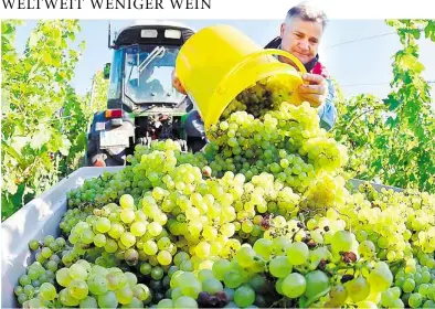  ?? DPA-BILD: SCHMIDT ?? Die weltweite Weinerzeug­ung hat 2016 einen Dämpfer erhalten. Nach einer ersten Schätzung der Internatio­nalen Organisati­on für Rebe und Wein brachten die Winzer 259 Millionen Hektoliter in ihre Keller – fünf Prozent weniger als im Vorjahr – eines der...