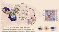  ??  ?? Con l’aiuto del calcolo ad alte prestazion­i e l’intelligen­za artificial­e, i modelli astratti di biomolecol­e complesse (nell’illustrazi­one: un anticorpo) possono essere
studiati ad un livello di dettaglio irragiungi­bile per via sperimenta­le, aprendo la strada a una comprensio­ne ricca e
dettagliat­a del loro funzioname­nto