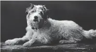  ?? ?? Little emperor: Edward VII’s terrier Caesar