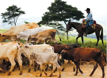  ??  ?? above
A cowboy herds his cattle Monday near Buenavista in the municipali­ty of Mesetas, Colombia.