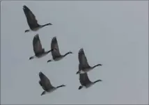  ?? NEWS SERVICES FILE PHOTO ?? Amazon is developing its own air-traffic control system so its drones will be able to deal with obstacles such as flying Canada Geese.